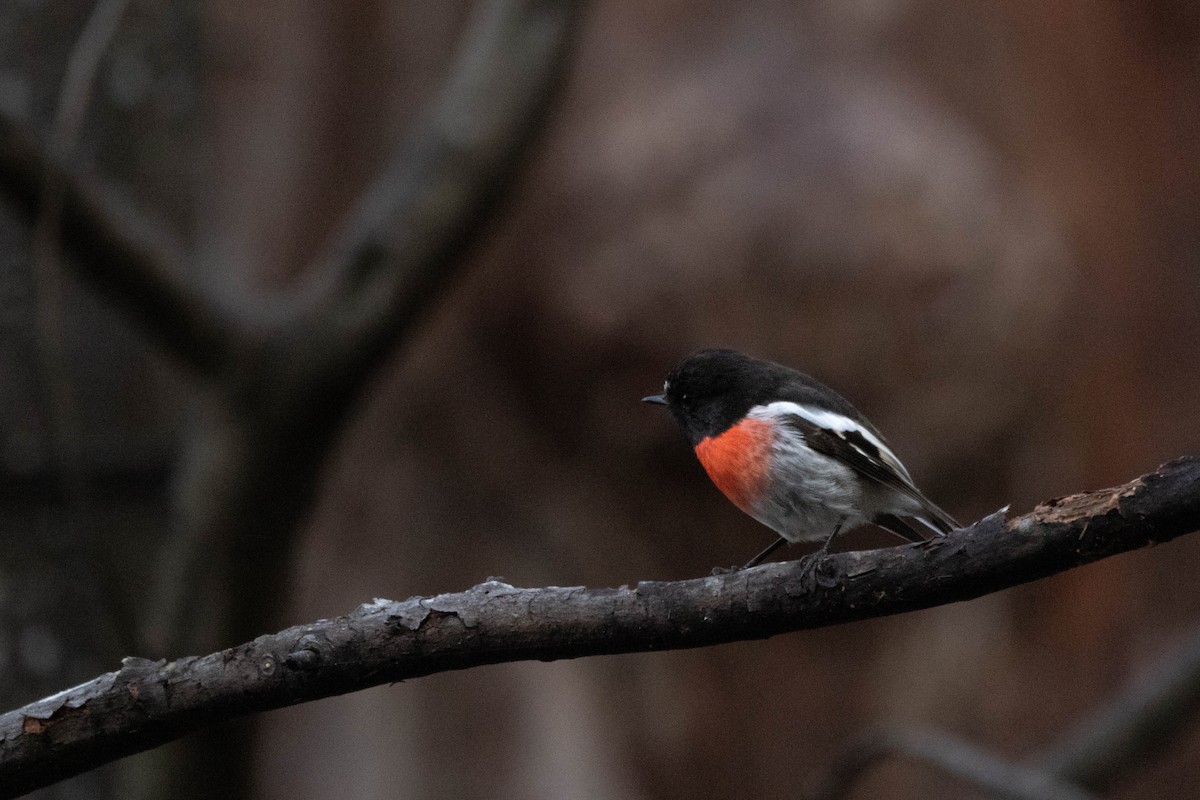 Scarlet Robin - ML646163515