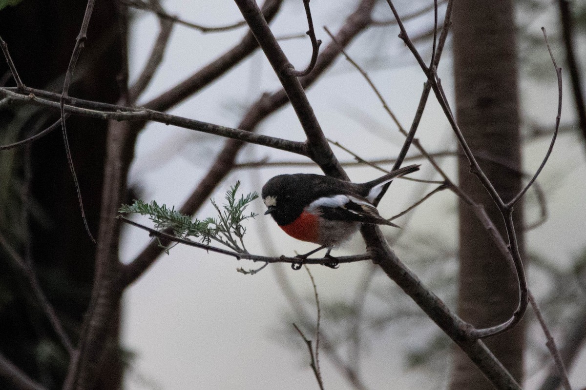 Scarlet Robin - ML646163516