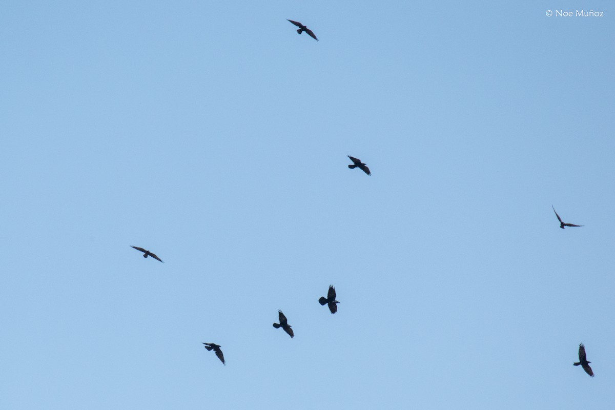 raven sp. - ML646163518