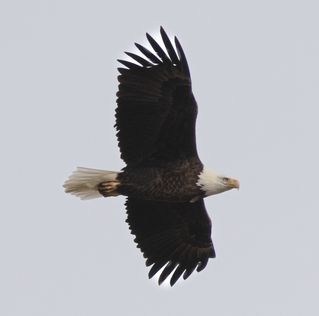Bald Eagle - ML646163519