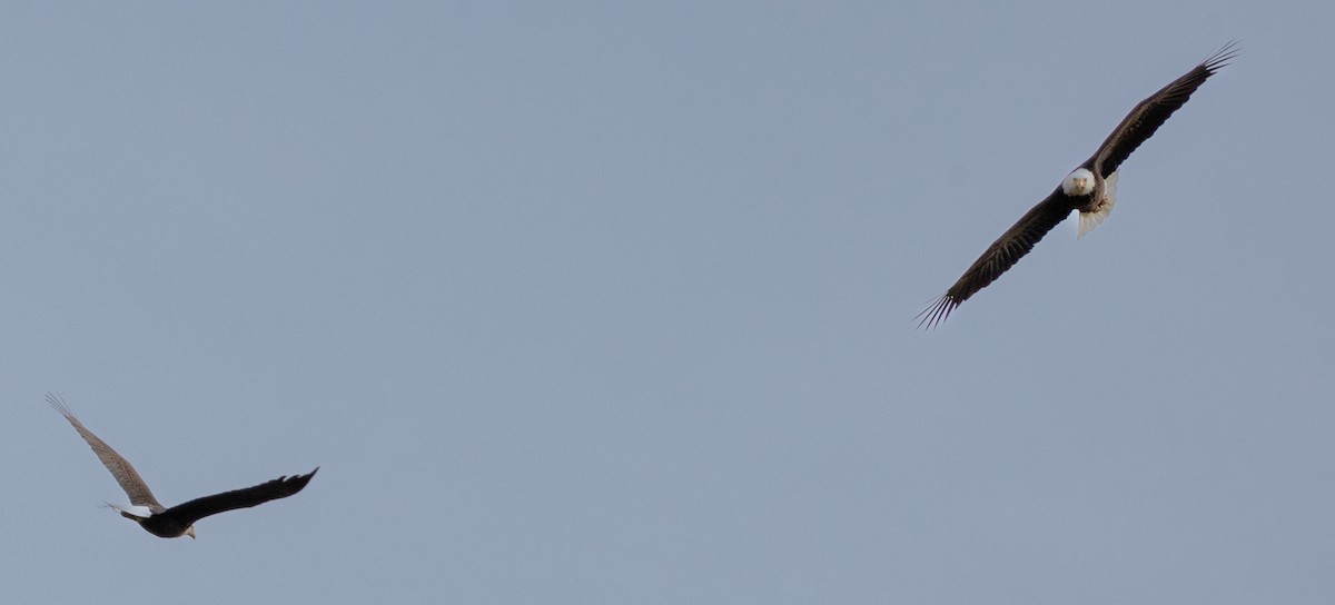 Bald Eagle - ML646163520