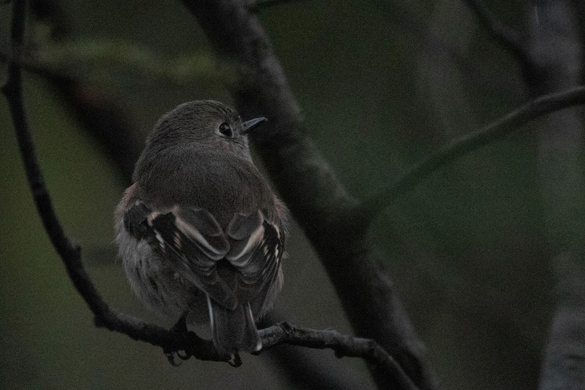 Scarlet Robin - ML646163521