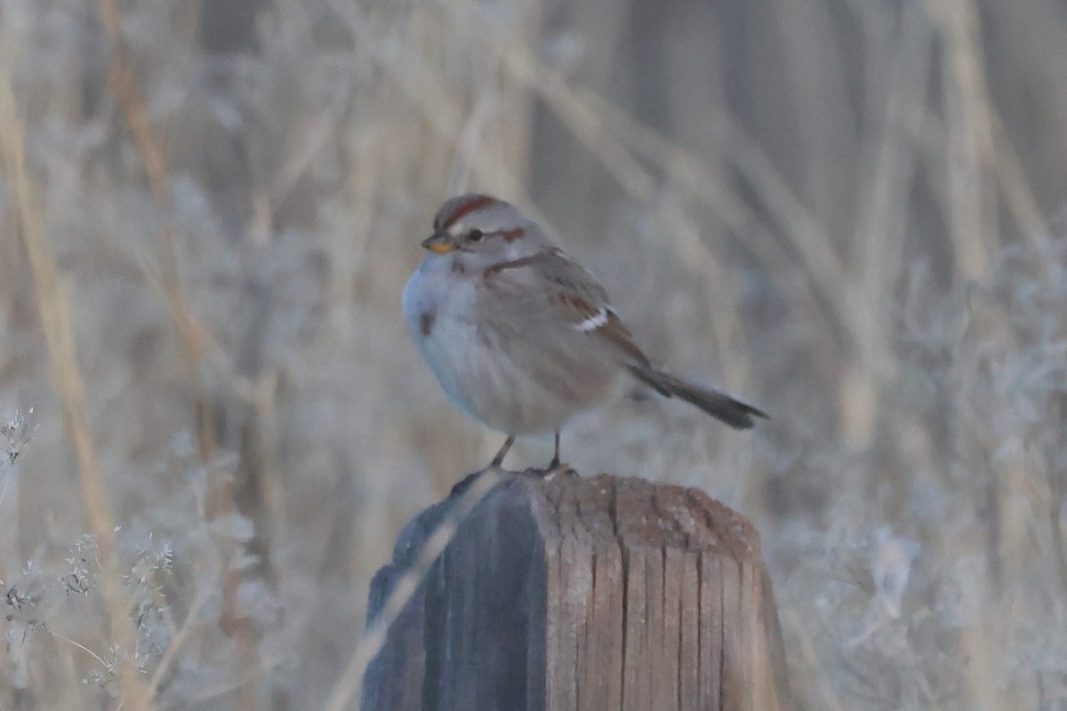 American Tree Sparrow - ML646163523