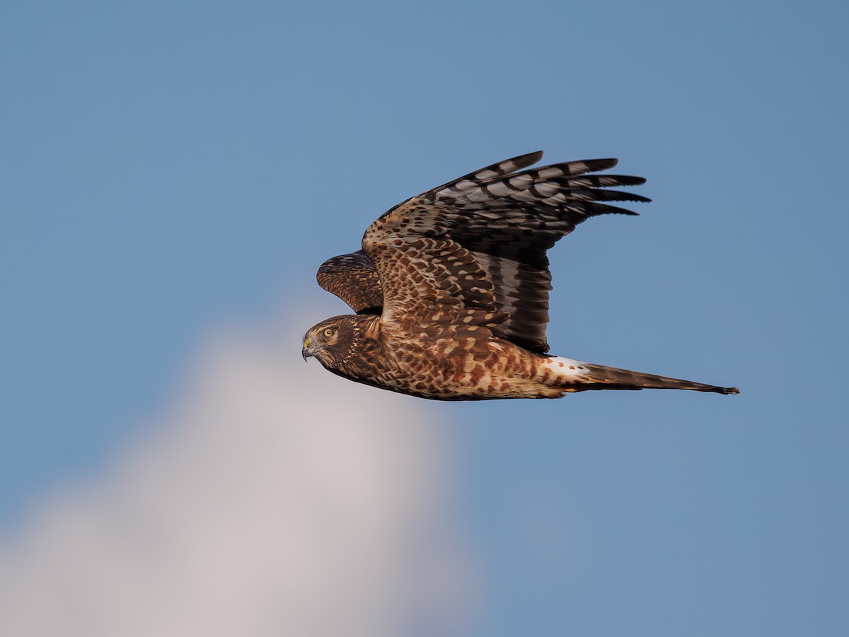Northern Harrier - ML646163527