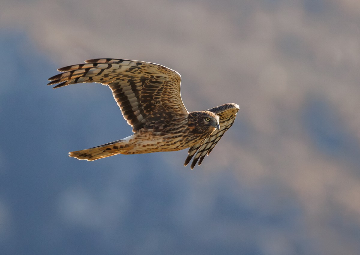 Northern Harrier - ML646163528