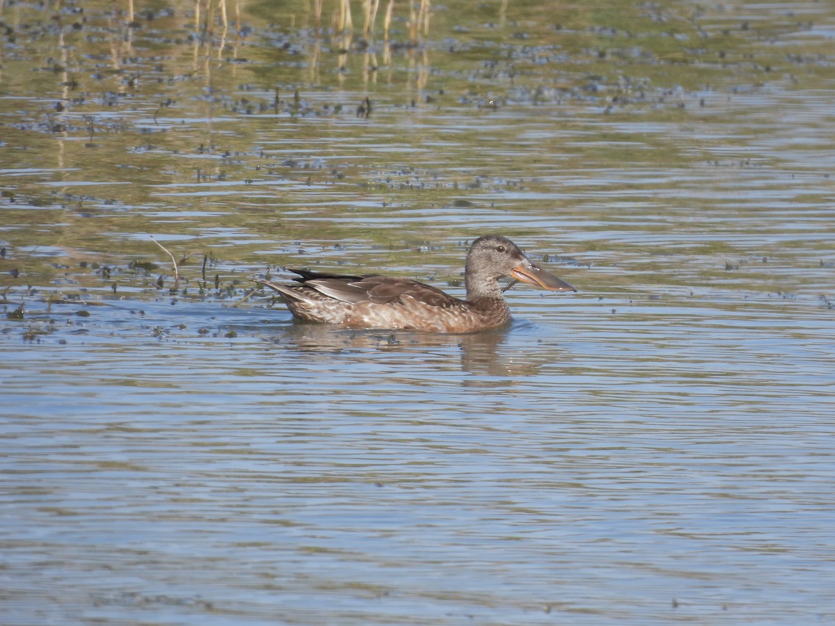 ハシビロガモ - ML646163529