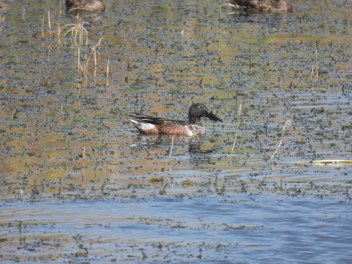 ハシビロガモ - ML646163530