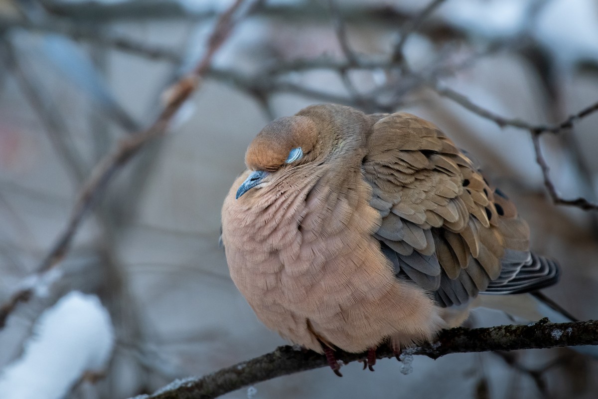 Mourning Dove - ML646163531