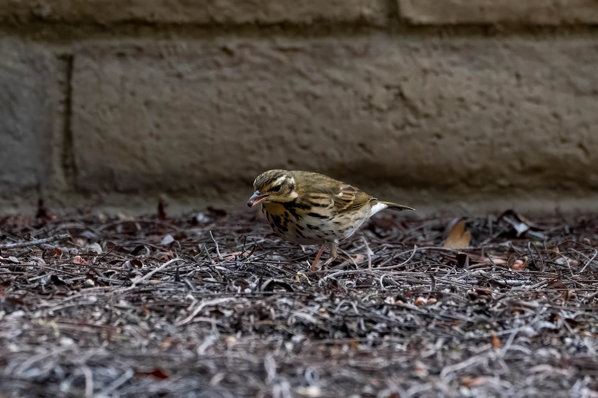 Olive-backed Pipit - ML646163534