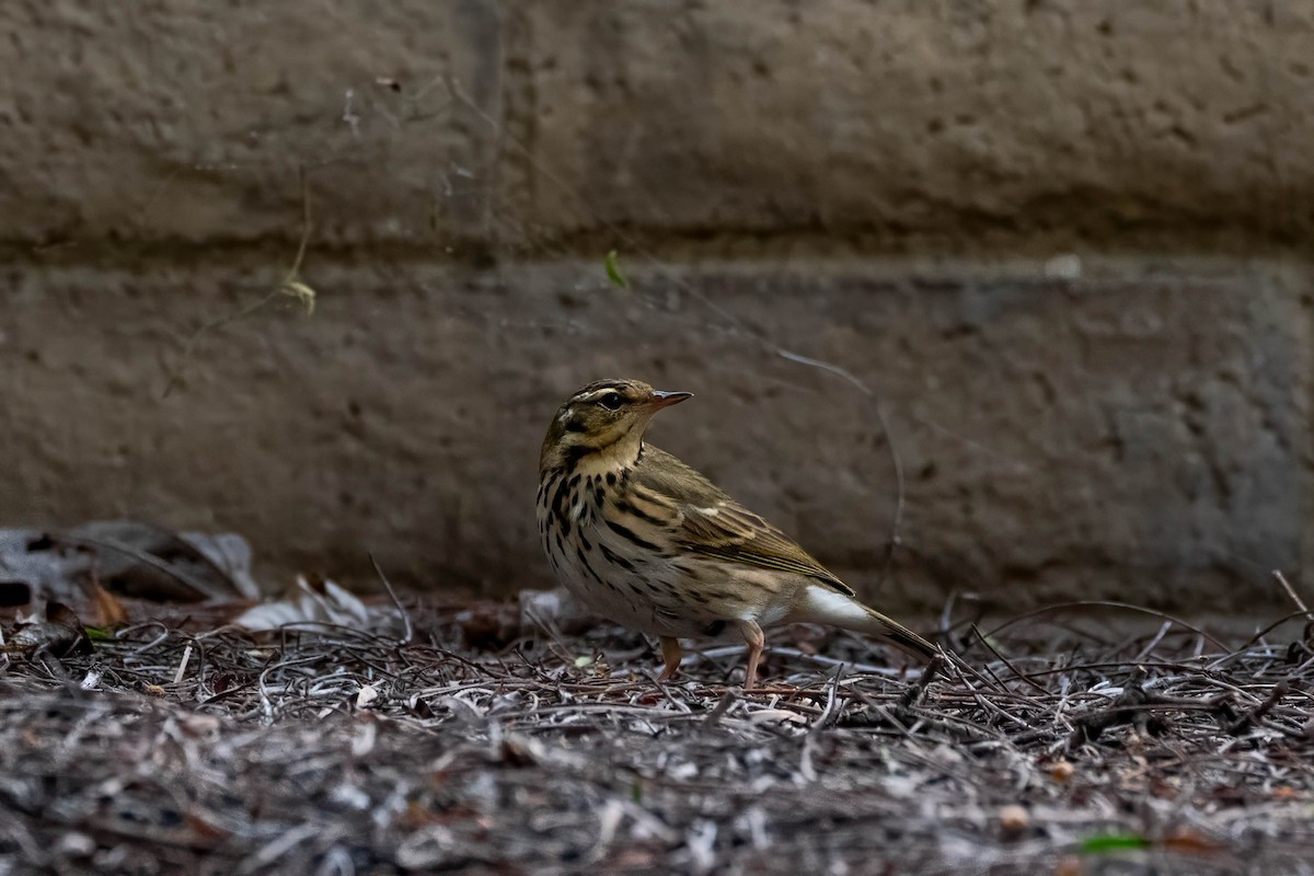 Olive-backed Pipit - ML646163537