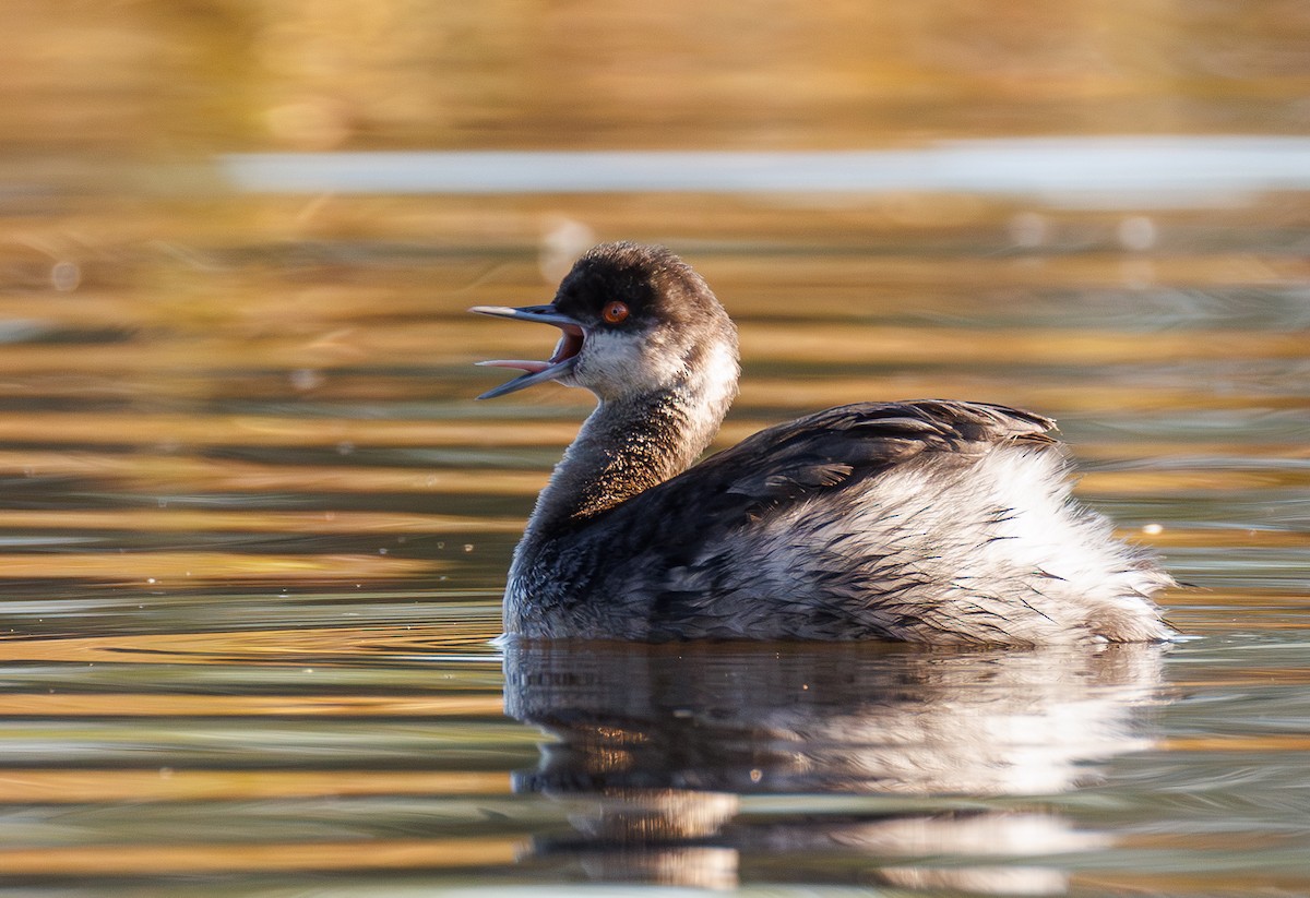 Eared Grebe - ML646163539