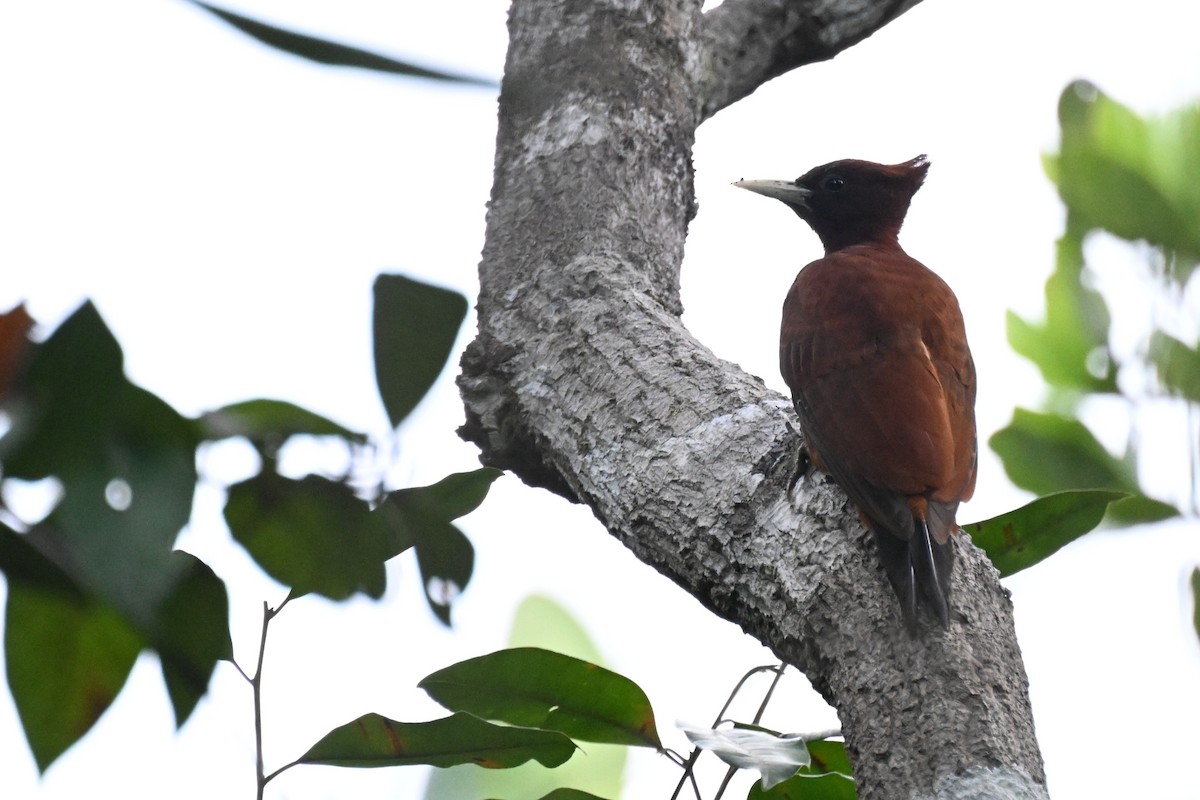 Chestnut Woodpecker - ML646163540