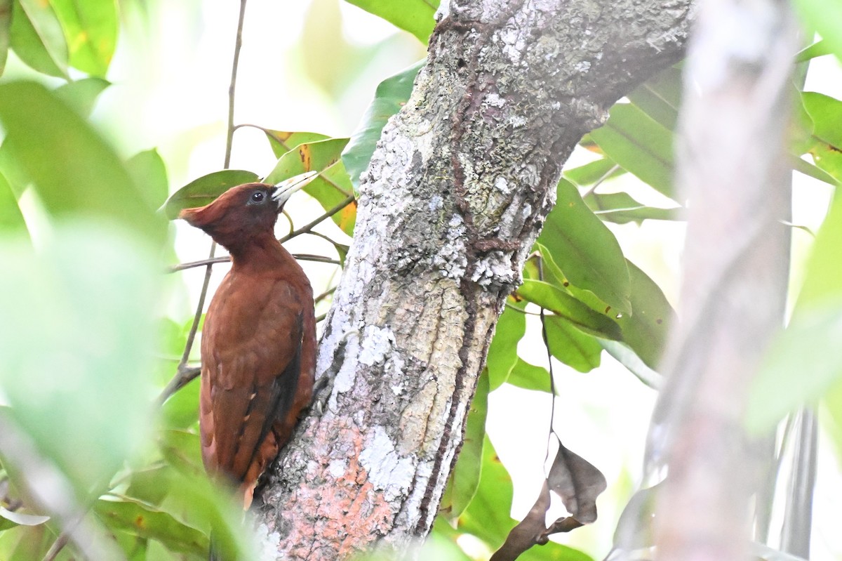 Chestnut Woodpecker - ML646163541