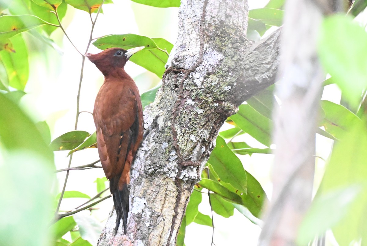 Chestnut Woodpecker - ML646163542