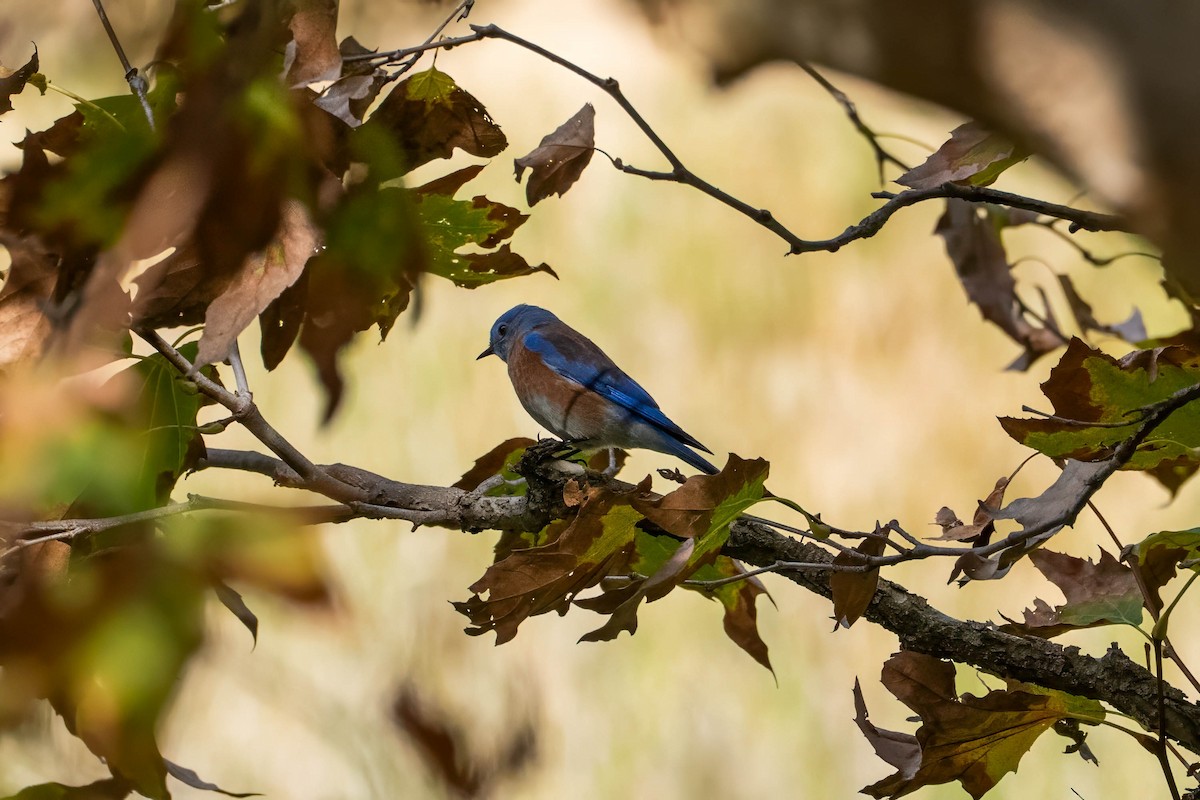 Western Bluebird - ML646163543