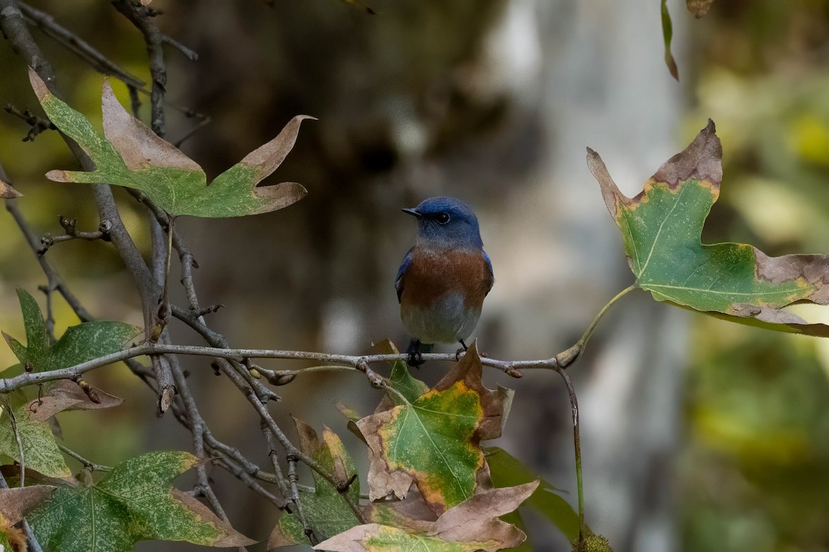 Western Bluebird - ML646163544
