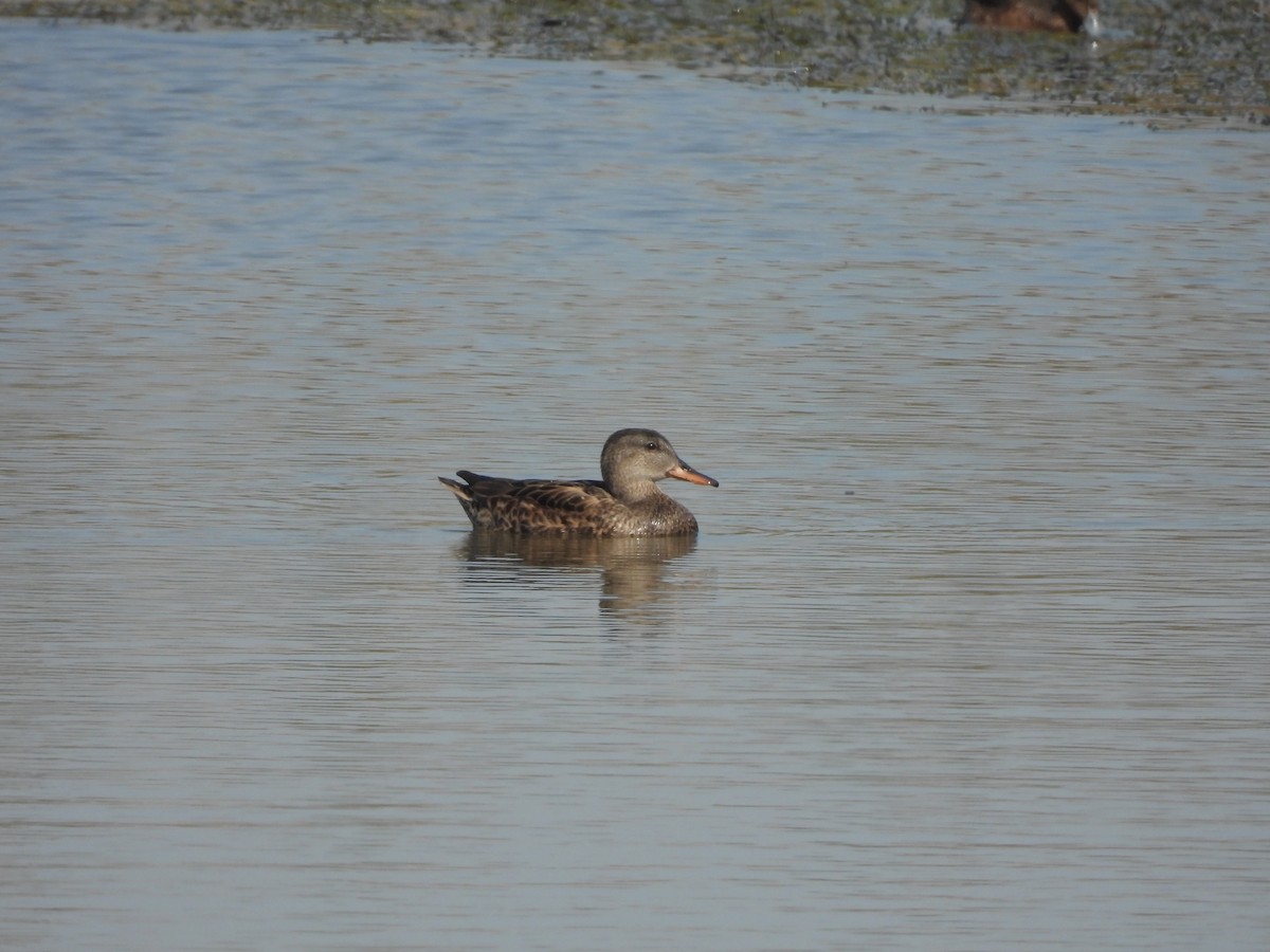 オカヨシガモ - ML646163548