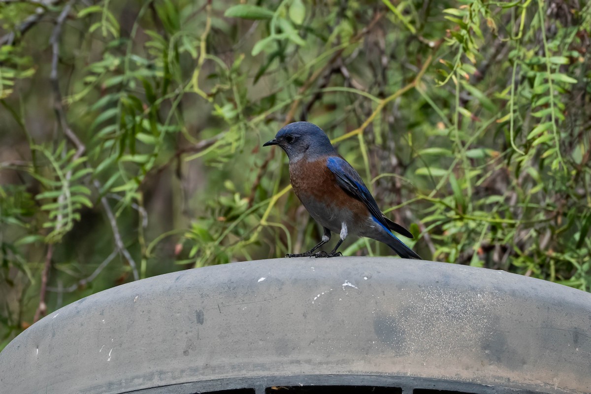 Western Bluebird - ML646163550