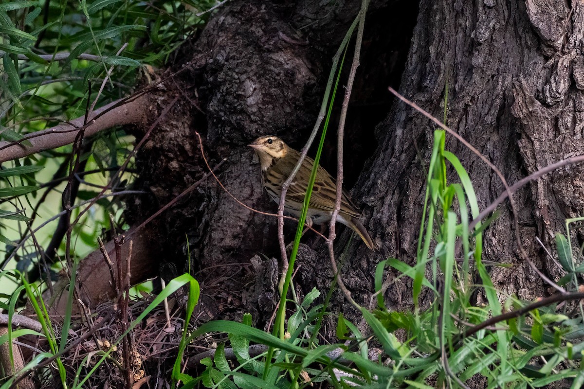 Olive-backed Pipit - ML646163555