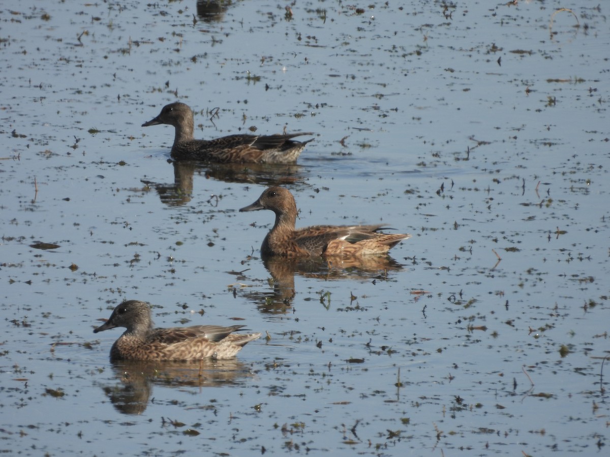 ヨシガモ - ML646163559