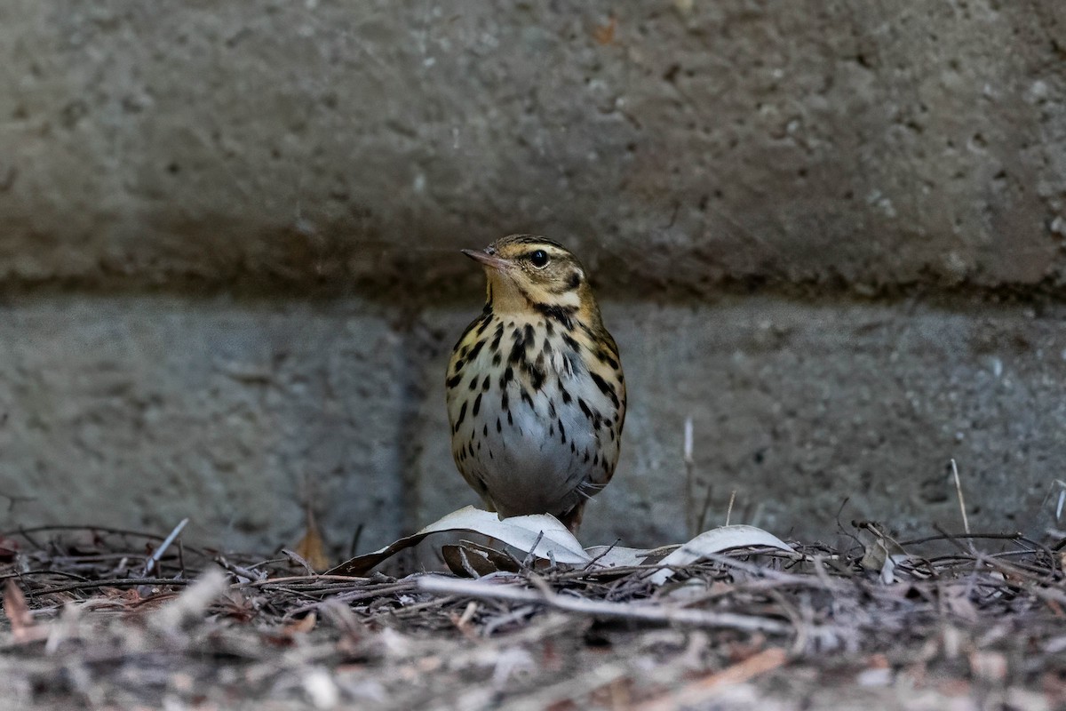 Olive-backed Pipit - ML646163560