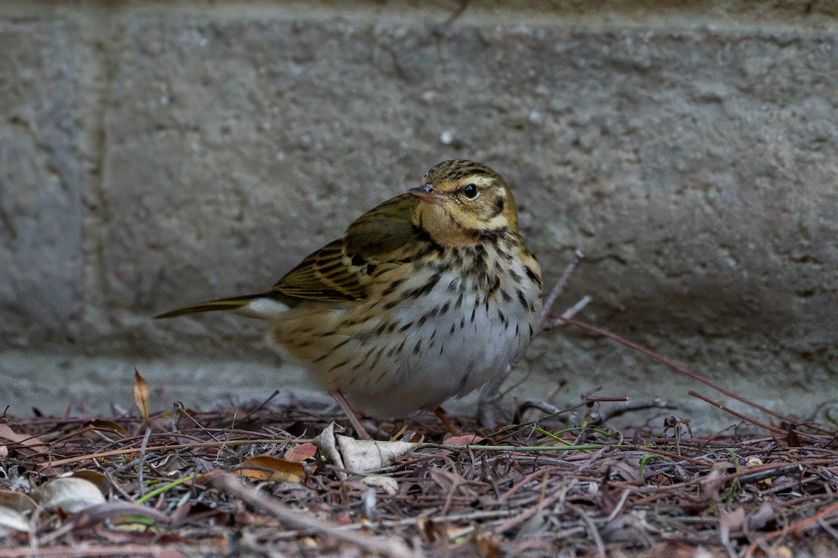 Olive-backed Pipit - ML646163563