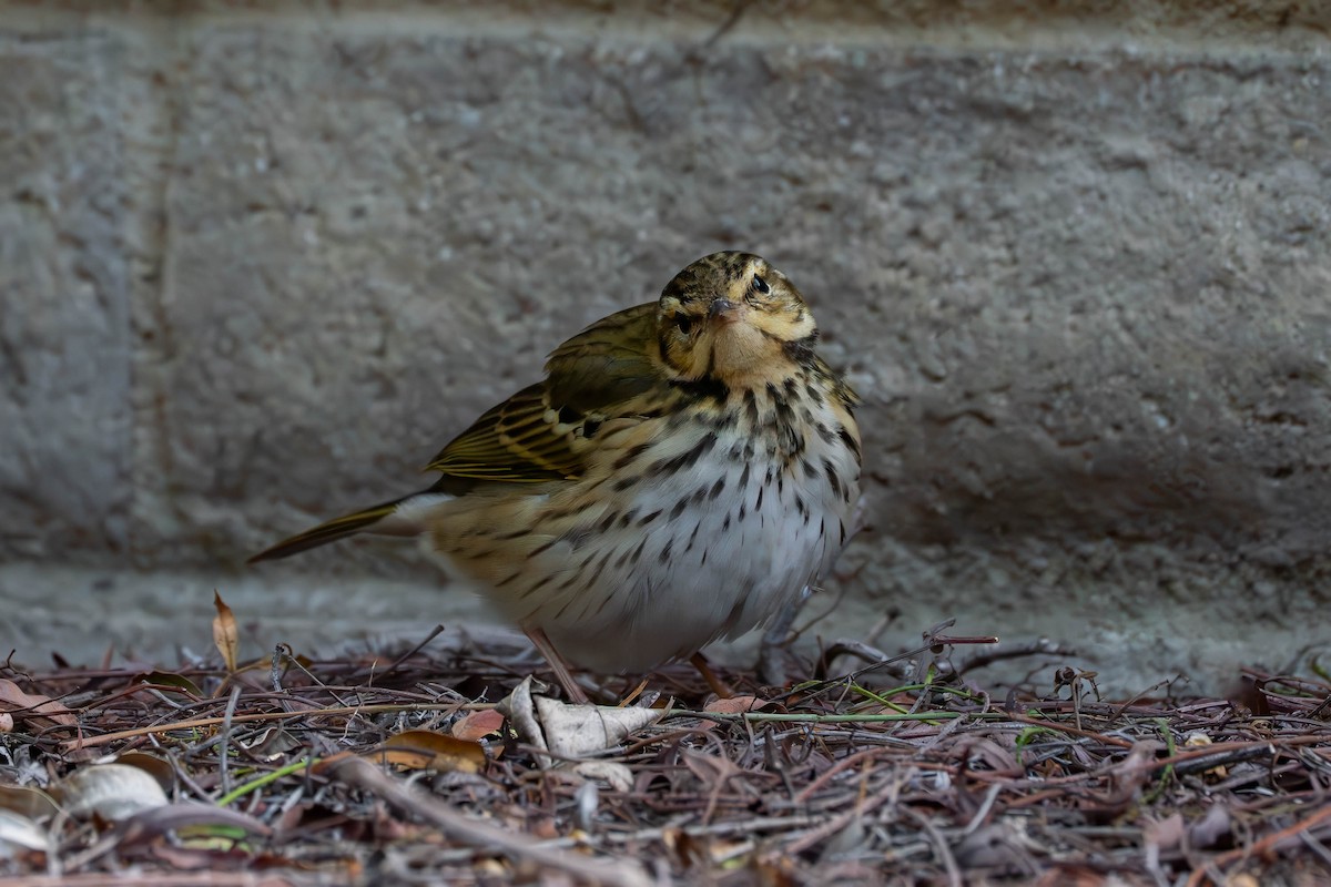 Olive-backed Pipit - ML646163564