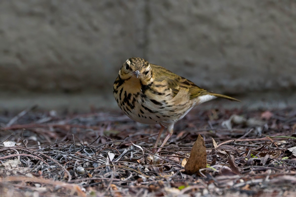 Olive-backed Pipit - ML646163565