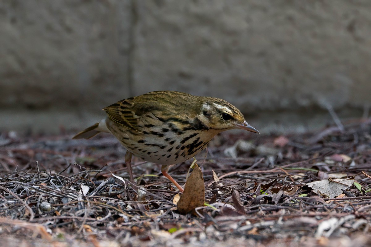 Olive-backed Pipit - ML646163566