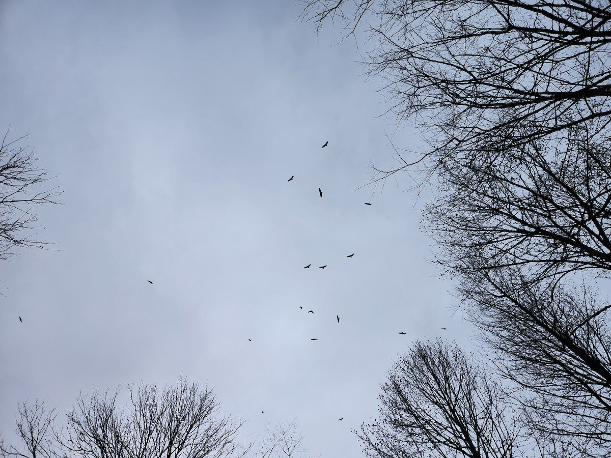 Black Vulture - ML646163567