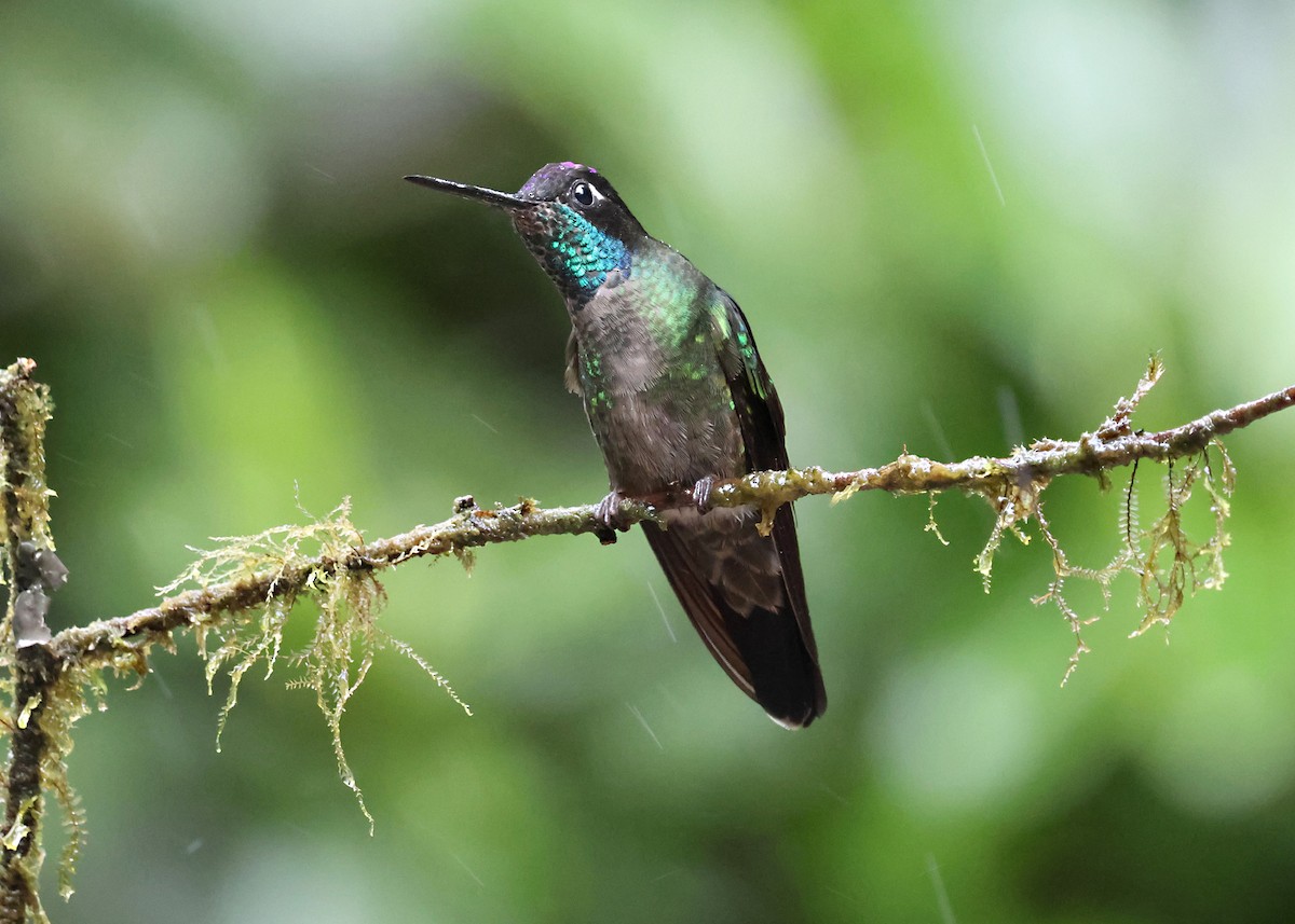 Talamanca Hummingbird - ML646163569