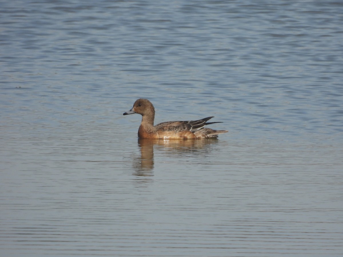 ヒドリガモ - ML646163570