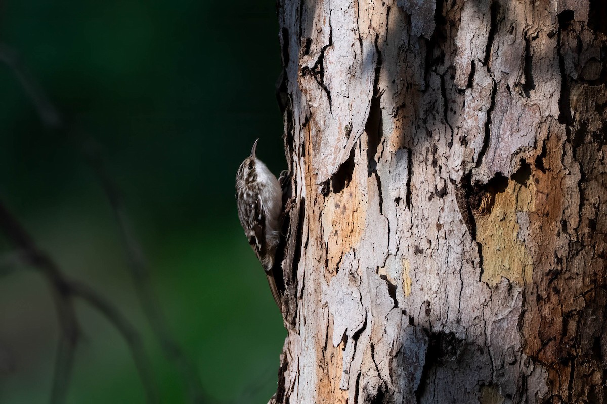 Brown Creeper - ML646163571
