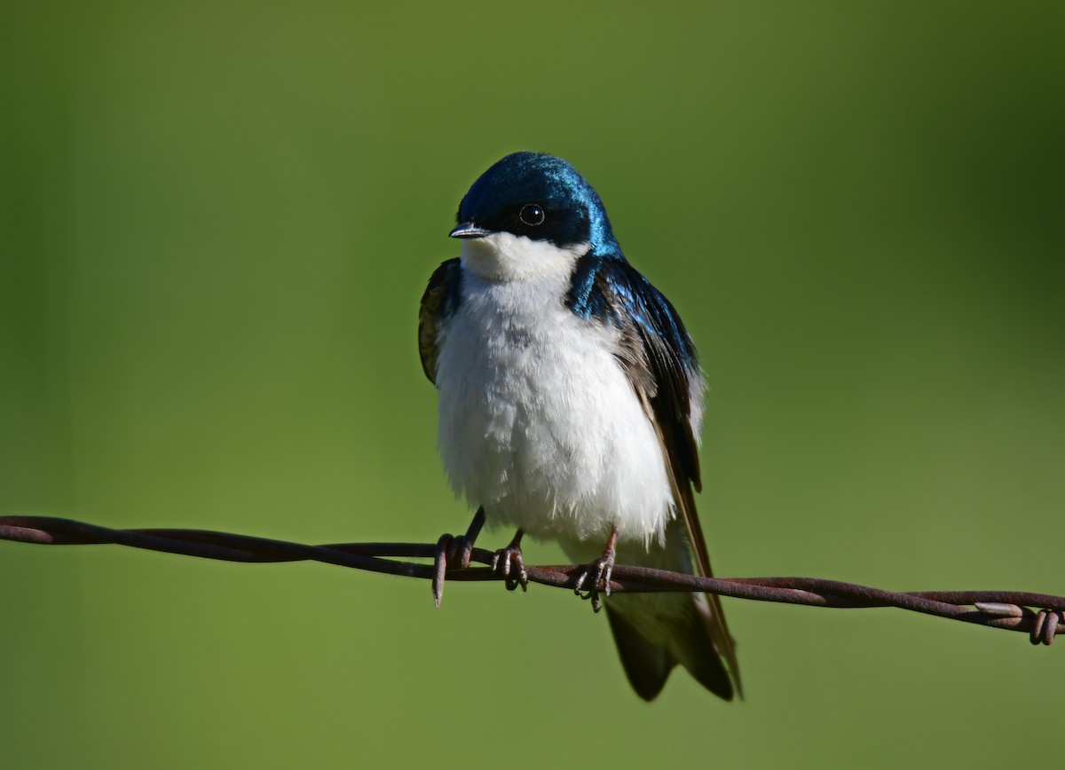 Tree Swallow - ML646163578
