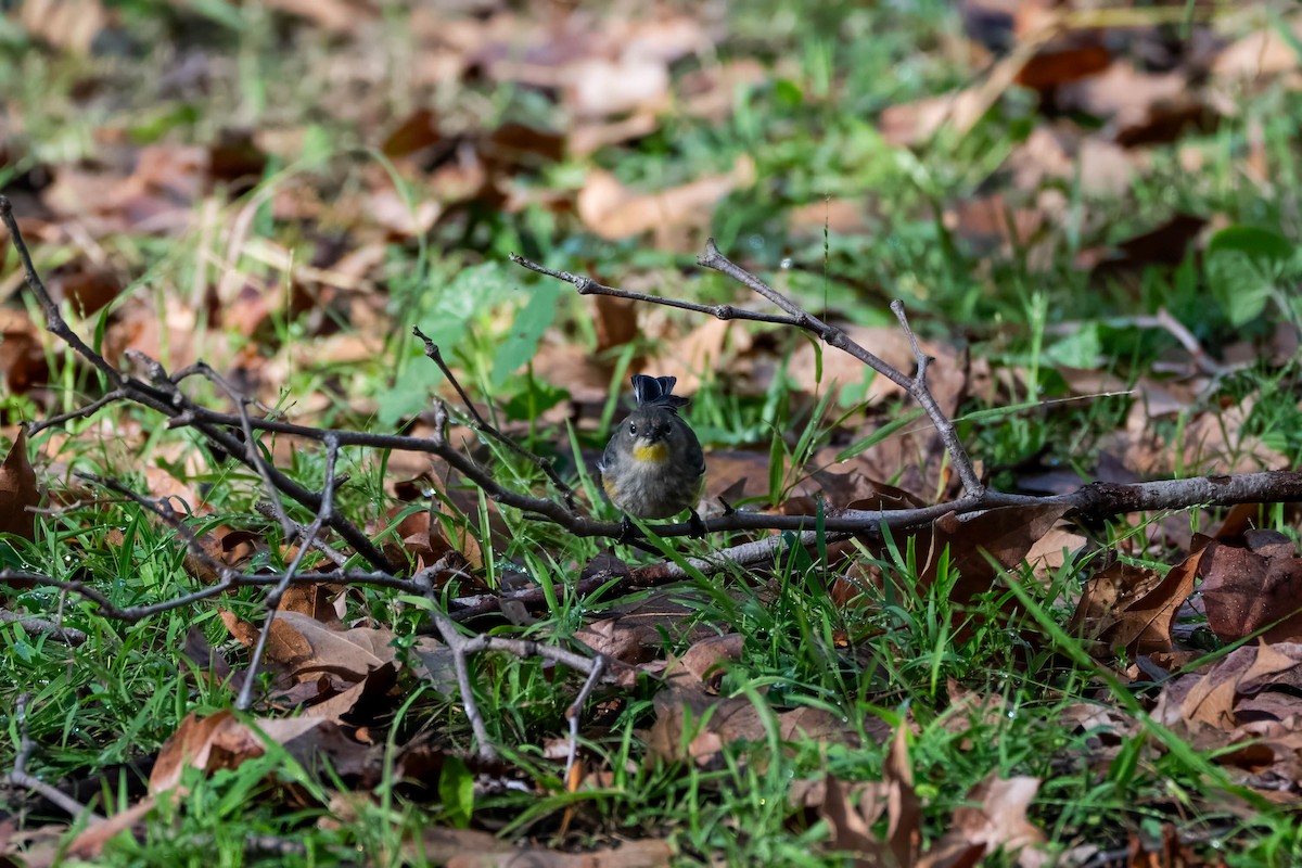 Yellow-rumped Warbler - ML646163580