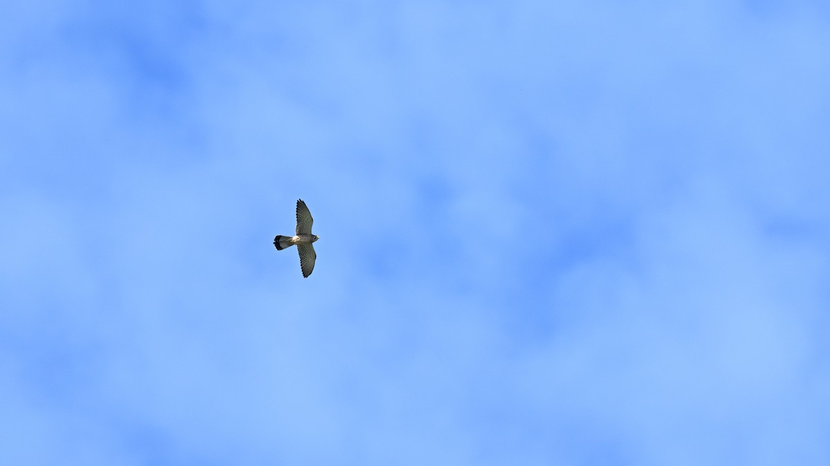 Gheppio - ML646163585