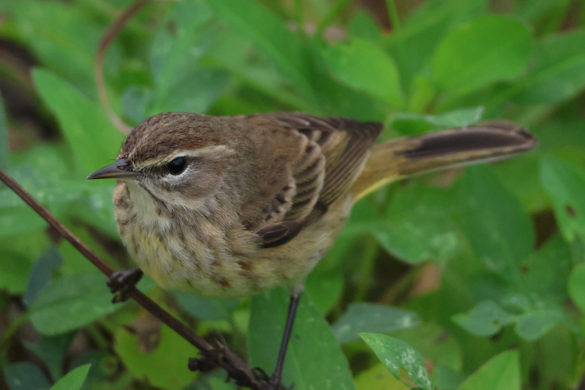 Palm Warbler - ML646163586