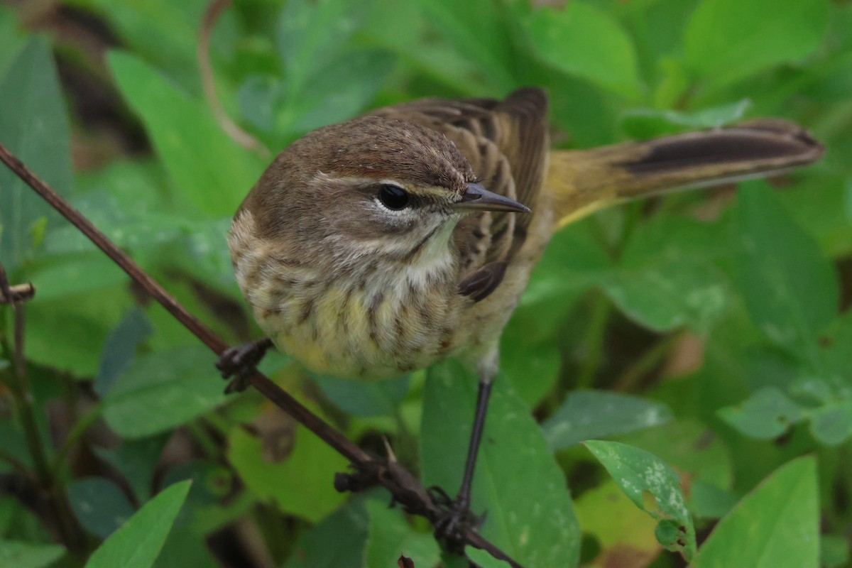 Palm Warbler - ML646163587