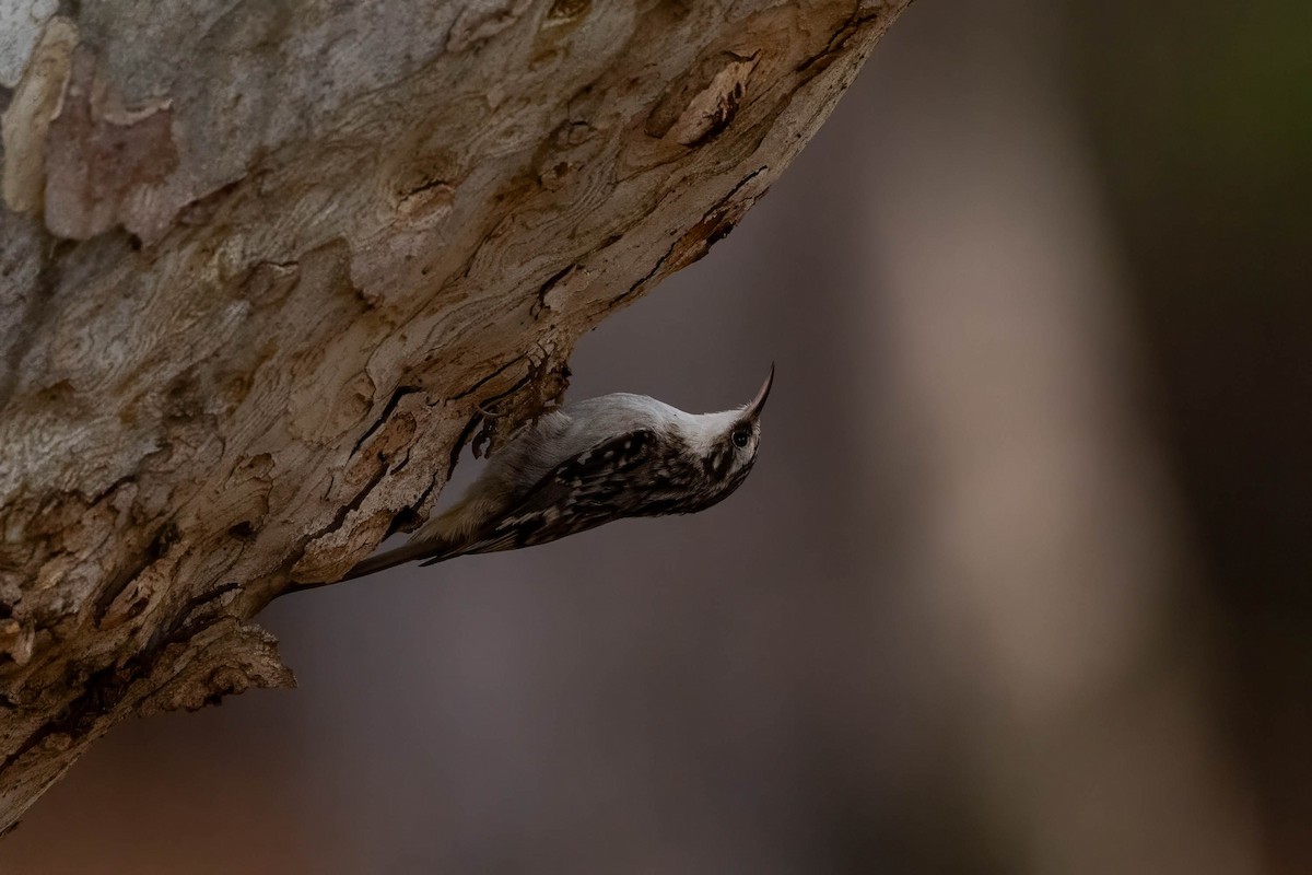 Brown Creeper - ML646163588