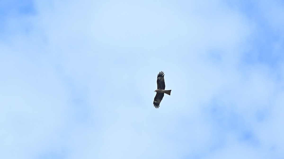 Nibbio bruno - ML646163591