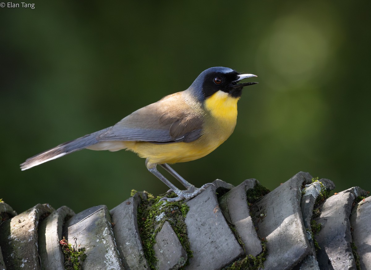Blue-crowned Laughingthrush - ML646163592