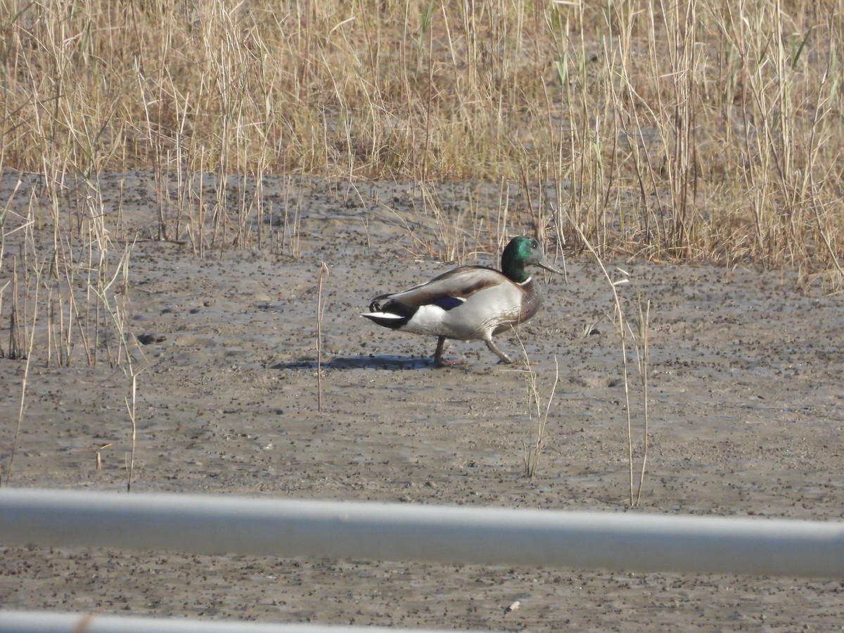 マガモ - ML646163593