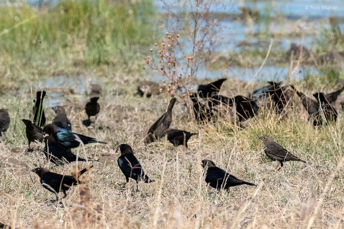 Коровий трупиал, буроголовый желтушник - ML646163596