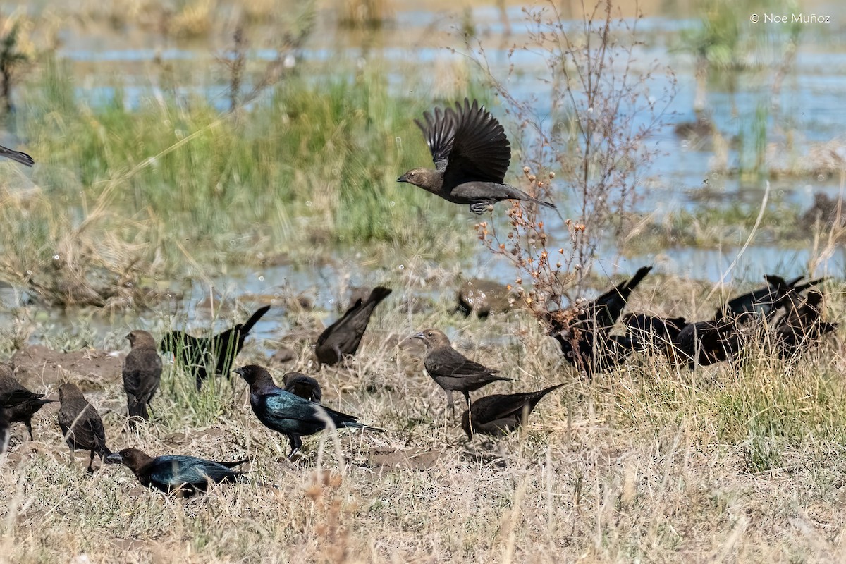 Коровий трупиал, буроголовый желтушник - ML646163597
