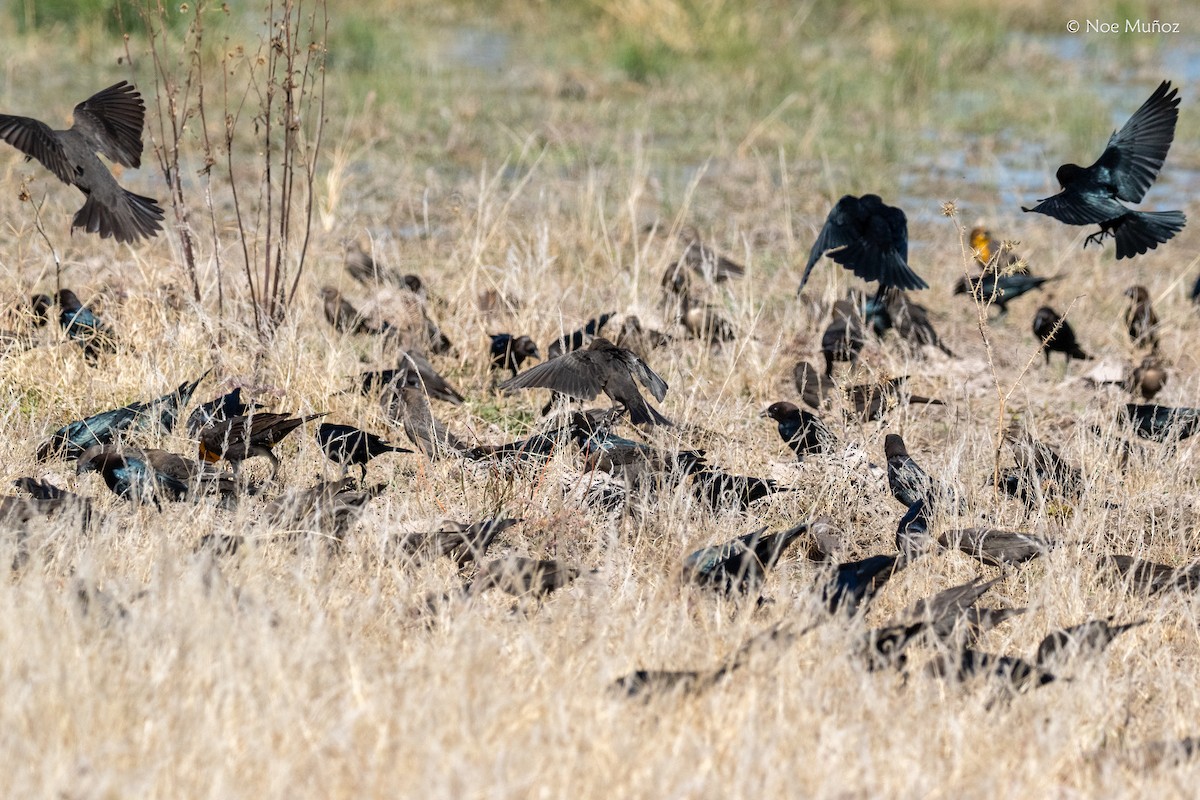 Коровий трупиал, буроголовый желтушник - ML646163598