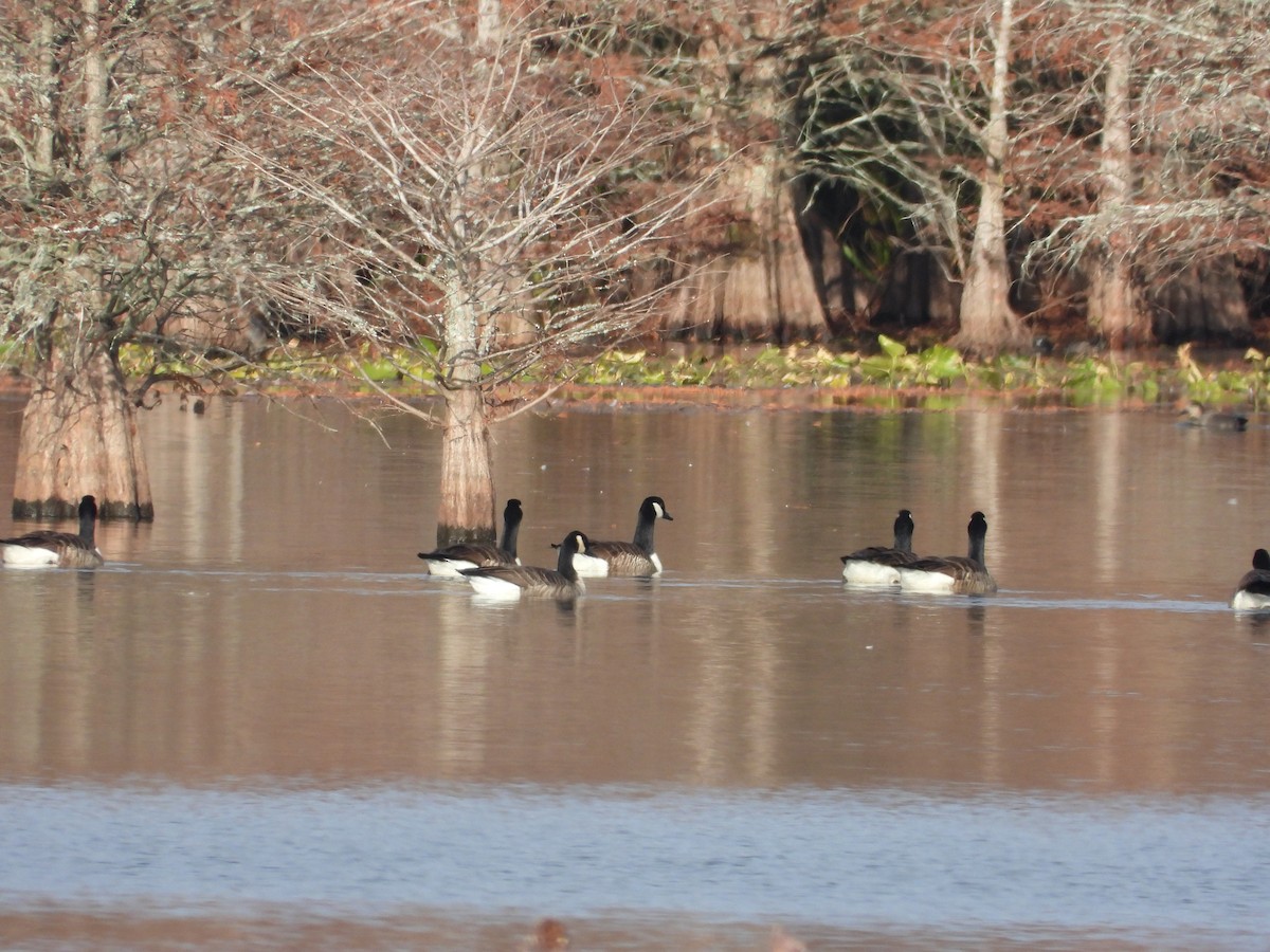 Canada Goose - ML646163600