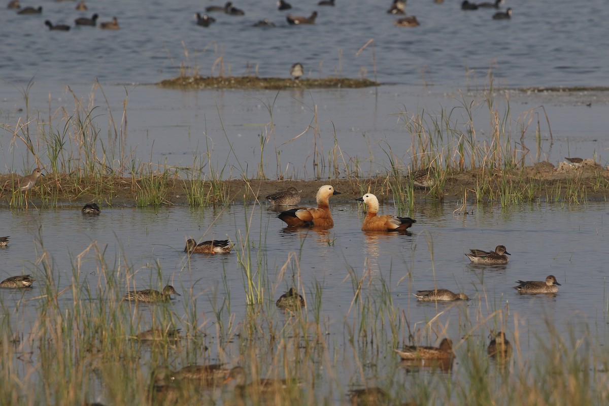 קזרקה חלודית - ML646163601