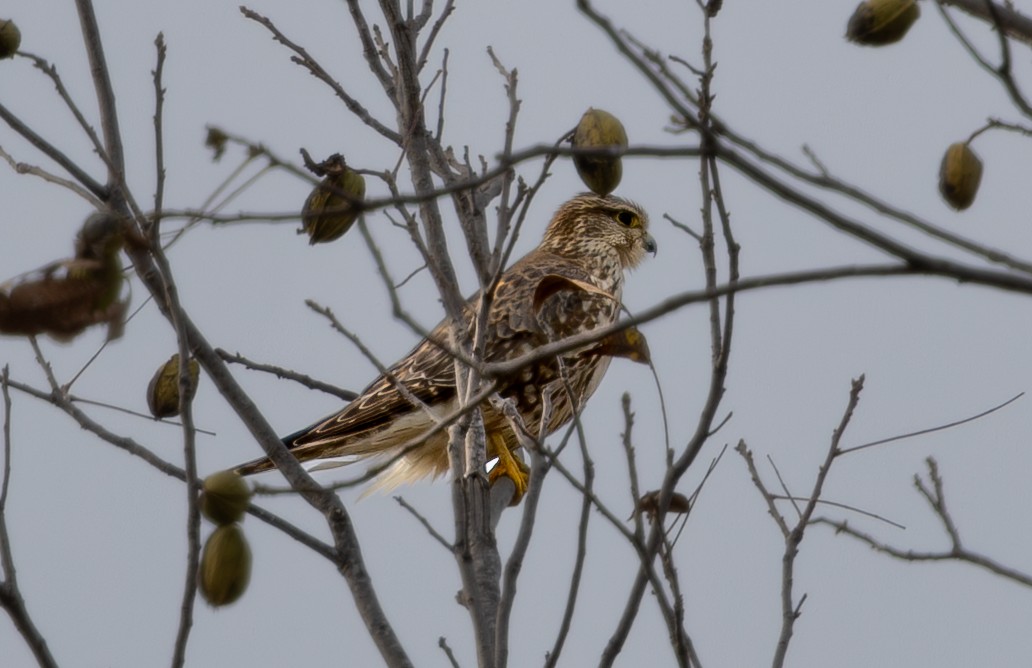 Merlin - ML646163602