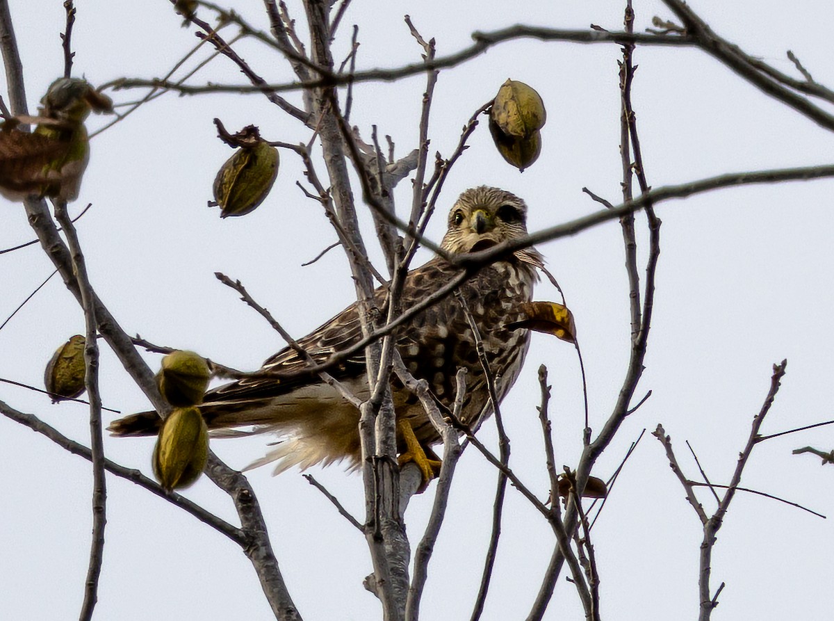 Merlin - ML646163603