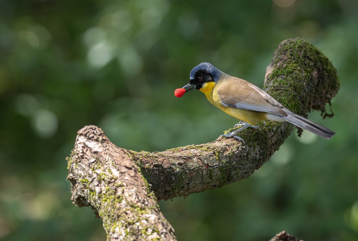 Blue-crowned Laughingthrush - ML646163604